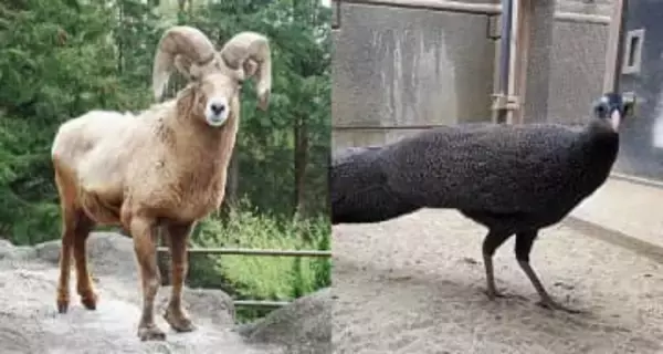 「短い時間だったけれど、ありがとう」　横浜市内の動物園、人気者が相次いで天国に　飼育員は惜別と感謝の言葉