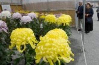 小田原城址公園で菊花展　本丸広場に500点、天守閣と“競演”