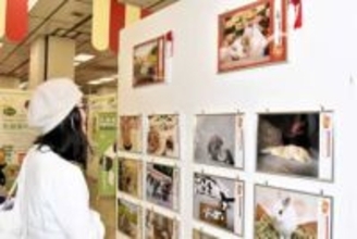 ウサギの写真や知識の宝庫…横浜で「うさフェスタ」盛況　防災テーマに講演も