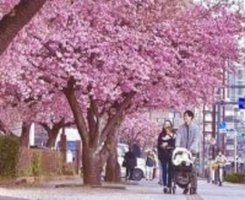 「手が届きそう」…相模原の橋本公園、河津桜が見頃　3月上旬ごろまで
