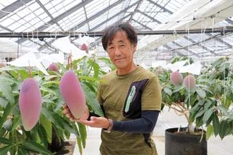 神奈川・平塚で「湘南マンゴー」が収穫期　生育順調、受粉で蜂に加え「アブ」効果　ふるさと納税返礼品にも