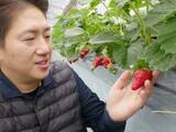 「「おいしく育った」　川崎でイチゴの収穫が本格的にスタート」の画像1
