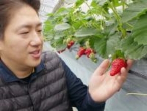「おいしく育った」　川崎でイチゴの収穫が本格的にスタート