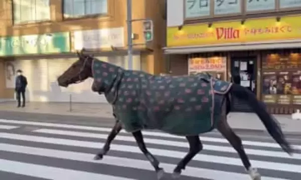 川崎・多摩区で「馬が徘徊」　明治大生田キャンパスから目を離した隙に脱走、市街地を一時走り回る