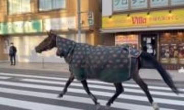 川崎・多摩区で「馬が徘徊」　明治大生田キャンパスから脱走、市街地を一時走り回る