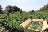 「三浦で春キャベツの出荷がピーク　甘く柔らかい食感　「素材の味を最大限に引き出せる」、農家が薦める食べ方とは」の画像1
