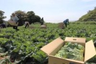 三浦で春キャベツの出荷がピーク　甘く柔らかい食感　「素材の味を最大限に引き出せる」、農家が薦める食べ方とは