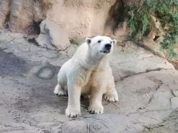 横浜・ズーラシアのホッキョクグマ「ゴーゴ」死ぬ　輸送で麻酔投与後に心停止、持病なし