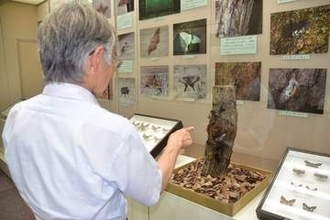 夜の昆虫が大集合　愛川町郷土資料館で企画展、写真や標本、生きている姿も…102種を紹介　8月31日まで