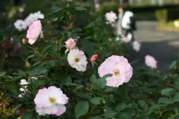 神奈川・小田原フラワーガーデンでバラ見頃　色彩豊かな160種、12月上旬まで