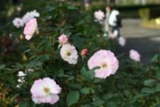 神奈川・小田原フラワーガーデンでバラ見頃　色彩豊かな160種、12月上旬まで