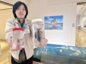 えぼし岩にすむ生き物は？　 茅ケ崎市博物館で企画展