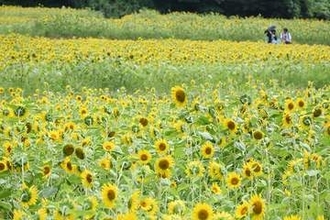 横須賀の「くりはま花の国」でヒマワリ見頃　日差しに負けず90万本が大輪