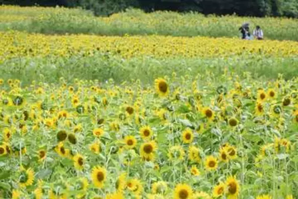 横須賀の「くりはま花の国」でヒマワリ見頃　日差しに負けず90万本が大輪