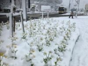 大雪影響、東名高速道路と新東名高速道路の通行止め解除　小田原厚木道路と西湘バイパスは継続