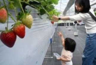 シーズン終盤のイチゴ狩り　川崎の渋谷農園「苺屋」に3種2800株