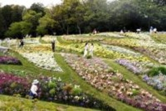 横浜・旭区の里山ガーデン、大花壇にチューリップやネモフィラなど20万本咲き誇る　5月6日までフェスタ