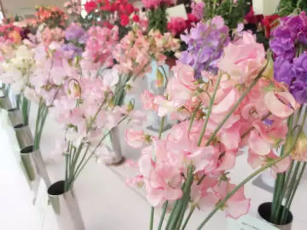 茅ケ崎の道の駅、湘南エリアで生産された花の展覧会と販売会