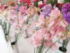 茅ケ崎の道の駅、湘南エリアで生産された花の展覧会と販売会