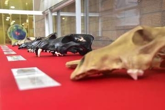 清川村の重要文化財、オオカミの頭骨　せせらぎ館でレプリカ7点、復元画も限定展示