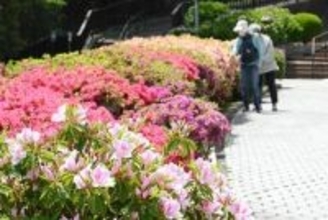 横須賀・太田和つつじの丘でツツジ見頃　遊歩道彩る5万本、19日まで「フェスタ」