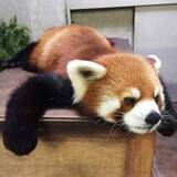 「餌食べ眠る姿も…　動物の日常動画配信へ、川崎・夢見ケ崎動物公園が寄付募る」の画像1