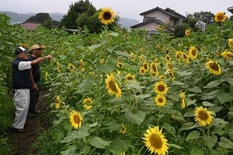 相模原・緑区の畑でヒマワリ見頃　毎年無料で公開、畑の中を歩ける通路も　8月30日まで