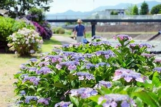 秦野・水無川河川敷のアジサイ見頃　ピンクや青、彩り多彩