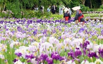 梅雨空彩るハナショウブ　横須賀しょうぶ園で見頃、6月21日まで「まつり」も