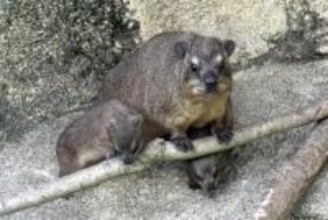 双子の愛称「ネム」と「レオ」　横浜・ズーラシアのケープハイラックス