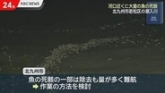 イワシなど大量の魚の死骸…北九州市若松区の潮入川で発見　酸欠が原因か