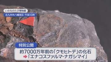 いのちのたび博物館で新種の化石を特別公開