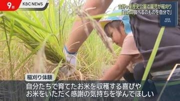 「楽しい！重い！」吉野ヶ里歴史公園で保育園児が古代米の稲刈り体験