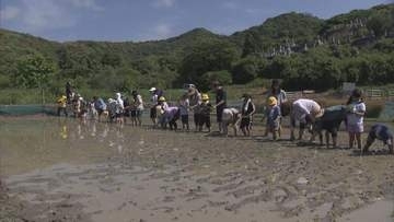 不作のリベンジなるか！？北九州市の小学生が田植え