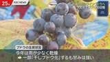 「佐賀県初のワインづくりを　大町町でブドウの初収穫」の画像1