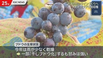 佐賀県初のワインづくりを　大町町でブドウの初収穫