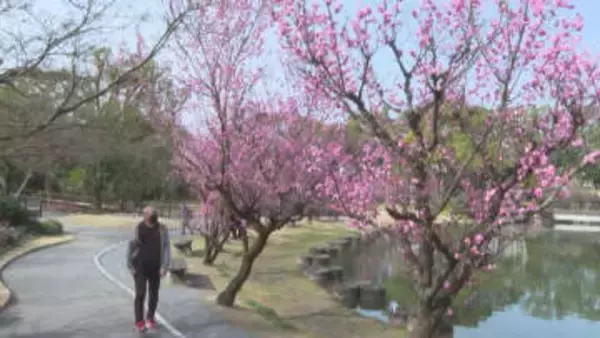 ５日は啓蟄　石橋文化センターでは春の花見ごろ
