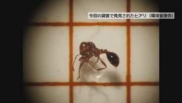 アイランドシティ（ふ頭ゾーン）でヒアリ約３００匹を確認
