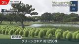 「1000株以上　海の中道海浜公園グリーンコキアが見頃」の画像1