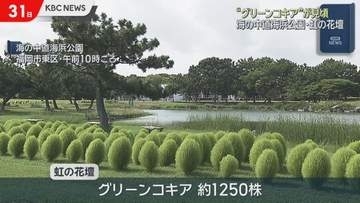 1000株以上　海の中道海浜公園グリーンコキアが見頃