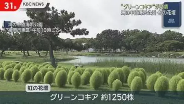 1000株以上　海の中道海浜公園グリーンコキアが見頃