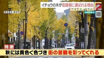 「銀杏が落ちる木と落ちない木」なぜ?　イチョウが街路樹に選ばれる理由は