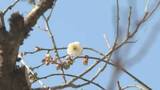 「太宰府天満宮から春の便り「飛梅」開花」の画像1