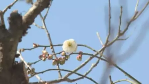 太宰府天満宮から春の便り「飛梅」開花