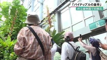 「パイナップルの皇帝」  京都府立植物園で初開花
