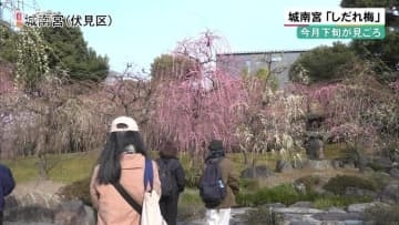 今月下旬が見ごろ　京都・城南宮　甘い香りの「しだれ梅」