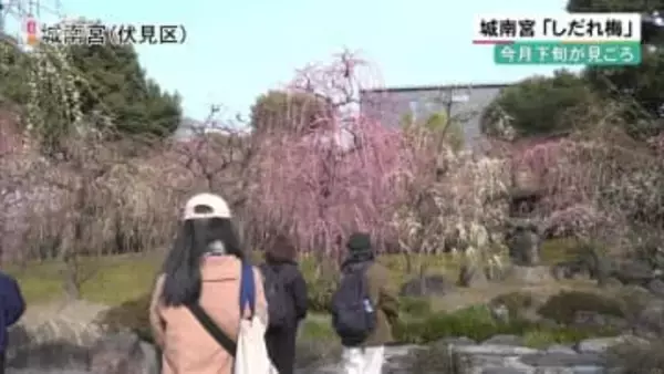 今月下旬が見ごろ　京都・城南宮　甘い香りの「しだれ梅」