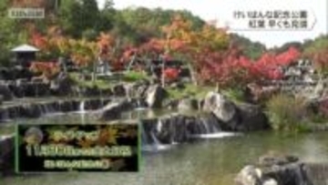 京都府立けいはんな記念公園　水景園が早くも見頃に　京都府精華町