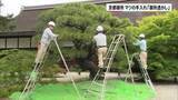 「京都御所　マツの手入れ「御所透かし」」の画像1