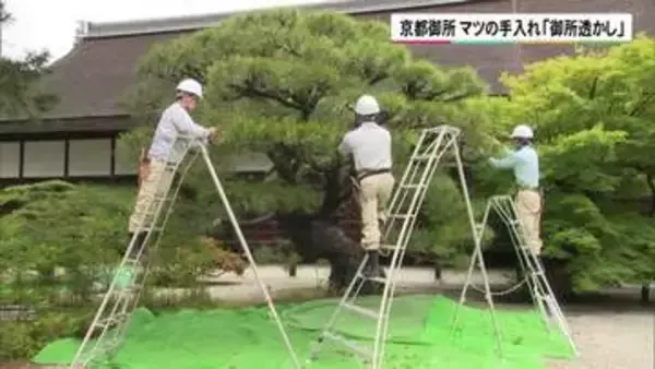 京都御所　マツの手入れ「御所透かし」